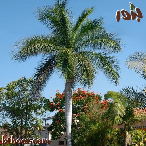 صورة النخيل الملوكي