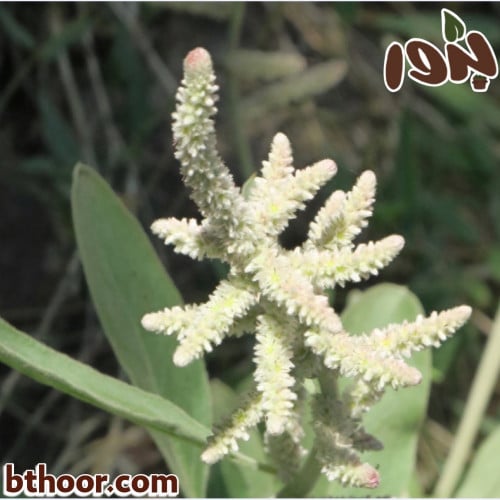 بذور الراء جملة-متجر بذور الزراعي