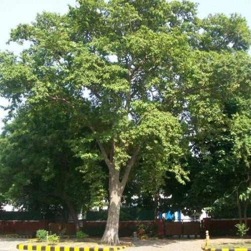 شجرة ترمناليا ارجوان-متجر بذور الزراعي