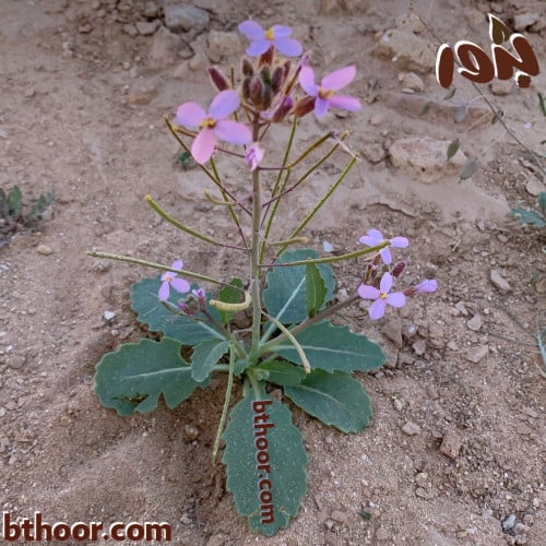 اليهق-متجر بذور الزراعي