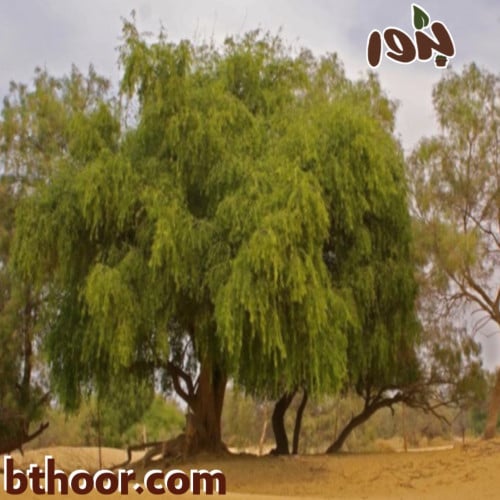 بذور شجرة الآراك جملة-متجر بذور الزراعي