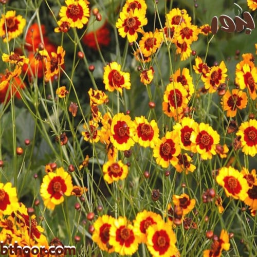 بذور زهرة الكوريوبسس