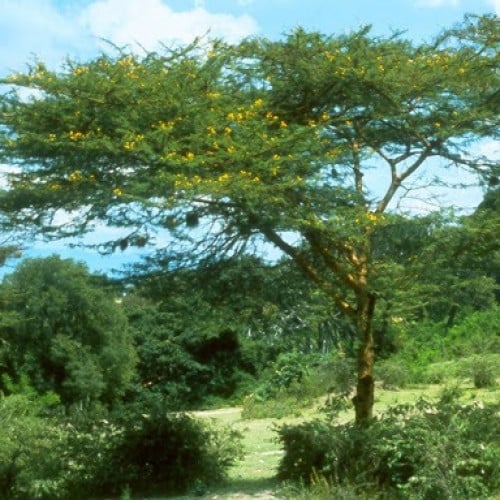 بذور سنط السيال ( طلح السيال ) Acacia seyal