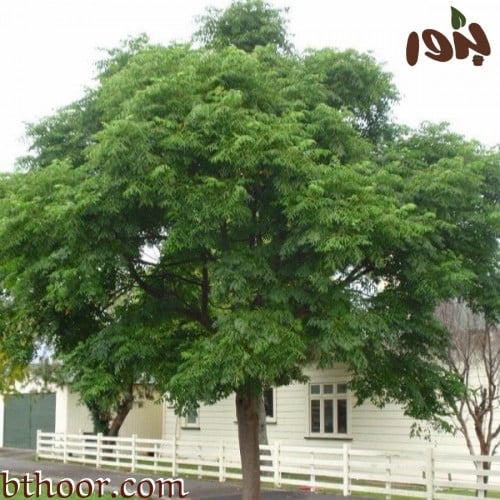 صورة شجرة الزنزلخت