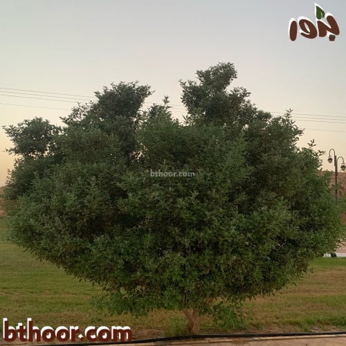 شجيرة الفيتكس-ماجر بذور الزراعي