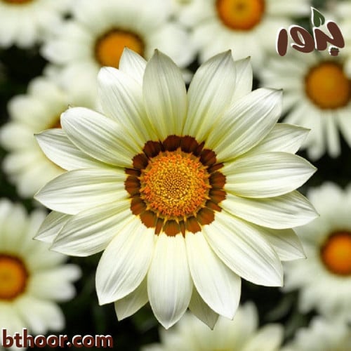 بذور جازانيا بيضاء-غازانيا جامدة ( Gazania rigens White )