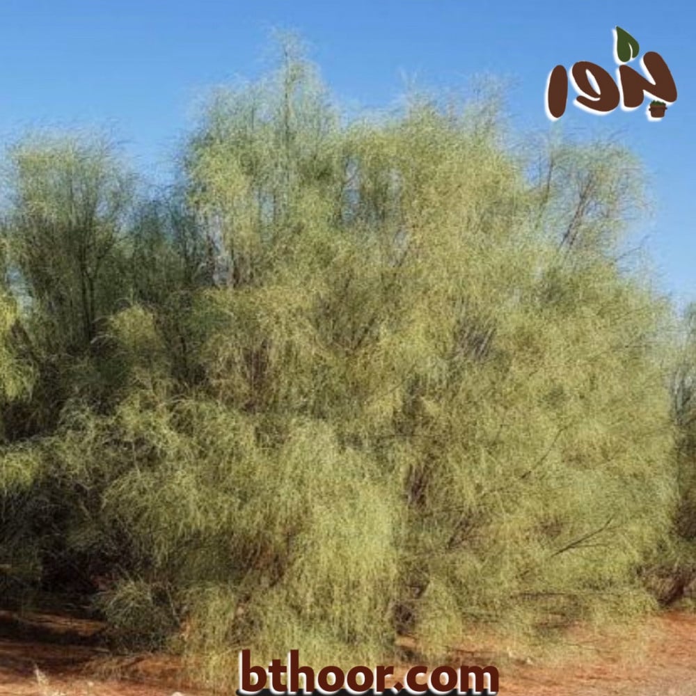 صورة شجرة البان العربي