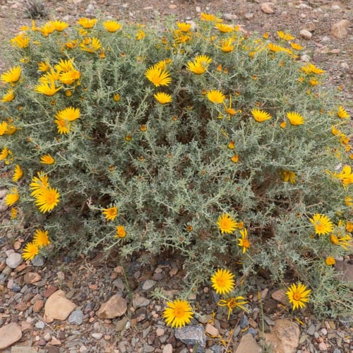 بذور نبات النقد ( Anvillea )