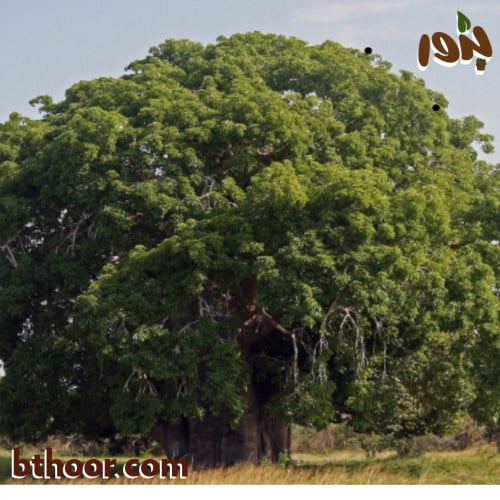 بذور الحبحبوه جملة