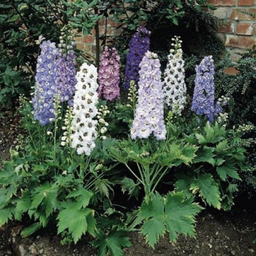 بذور زهرة العايق (دلفينيوم) Delphinium