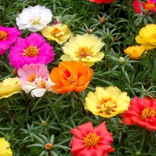 بذور زهرة الصباح - رجلة الزهور ( portulaca )