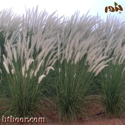 بذور الحلفاء او عشبة النافورة البيضاء