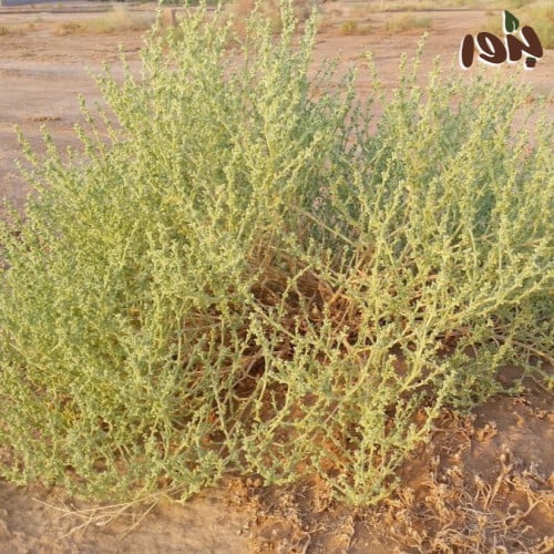 بذور عشبة الشنان - متجر بذور الزراعي