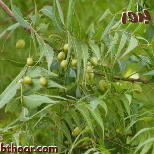 بذور النيم جمله