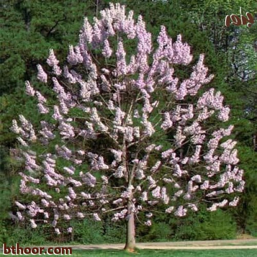 بذور شجرة الباولونيا ( Paulownia tomentosa )
