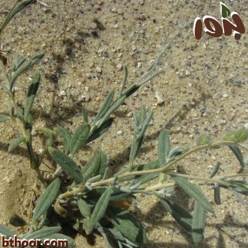 بذور الإرقة او الجريد المصاحب للكماة او الفقع ( Helianthemum )