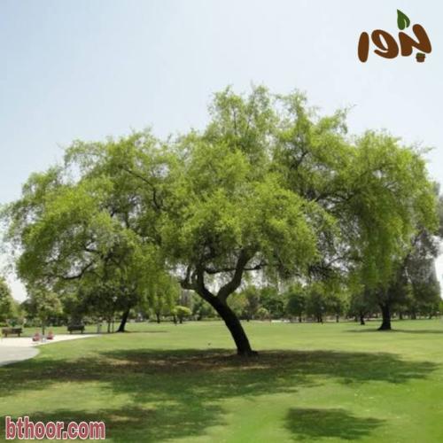 السدر الجبلي