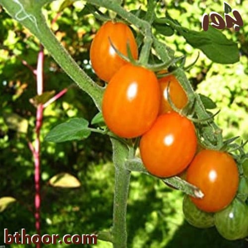 بذور طماطم برتقالي ( orange Solanum lycopersicum )