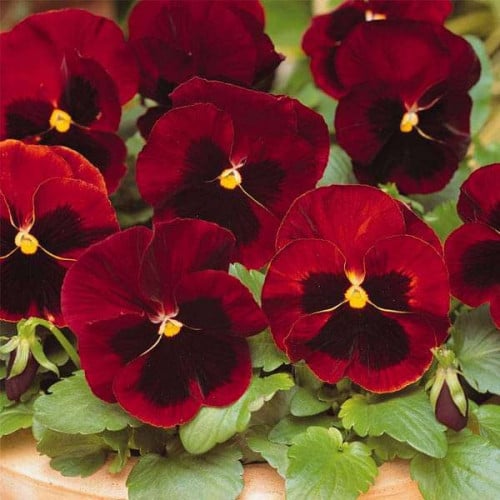 بذور زهرة بانسي الحمراء - بنفسج الثالوث ( Viola x...