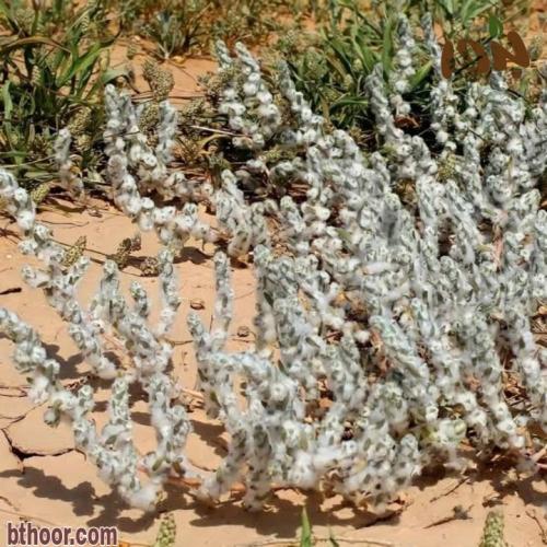 بذور القطينة  جملة