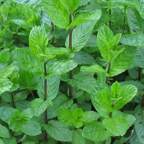 بذور النعناع البلدي ( Mentha )