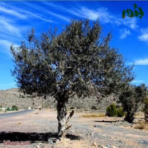 بذور العتم - الزيتون البري ( Olea europaea )