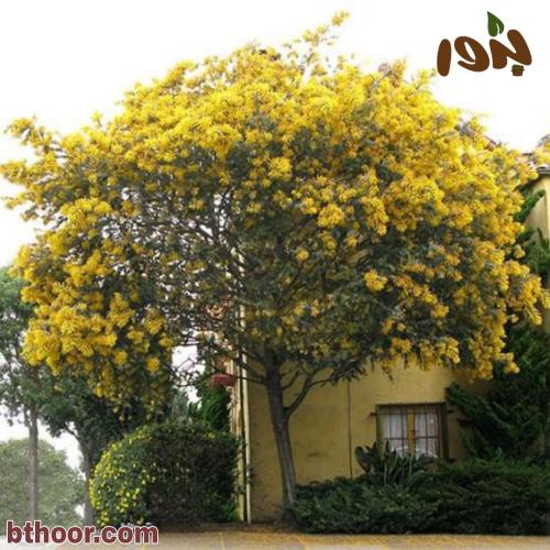 شجرة اكاسيا بيليانا