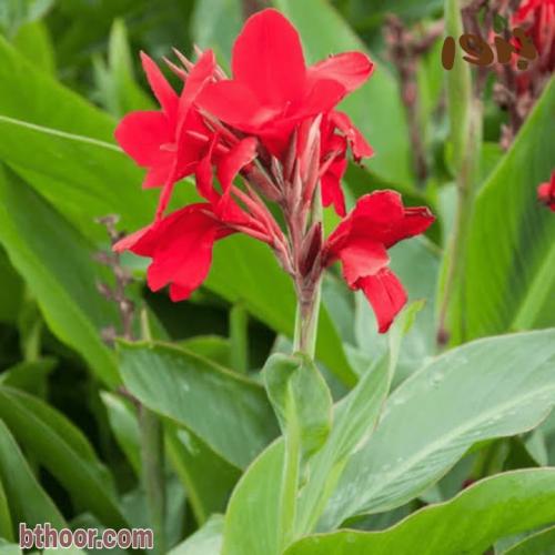 بذور الكنا الهنديه الحمراء جملة