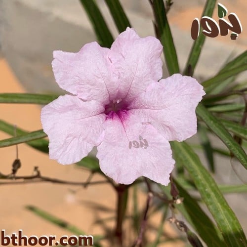 زهرة رويليا