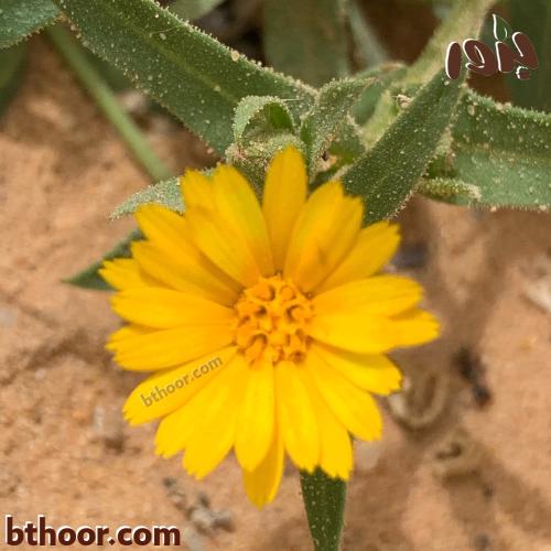 بذور عشبة الحنوة جملة