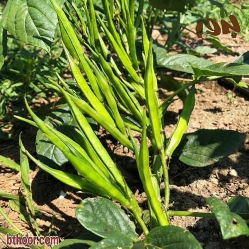 بذور القوار أو فول القوار (  Cyamopsis tetragonoloba )