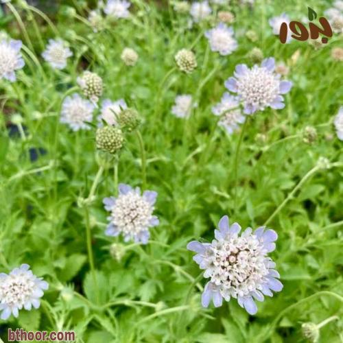 بذور طربة-ام قلاص جملة