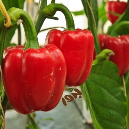 بذور فلفل بارد أحمر - رومي ( Capsicum annuum.red)