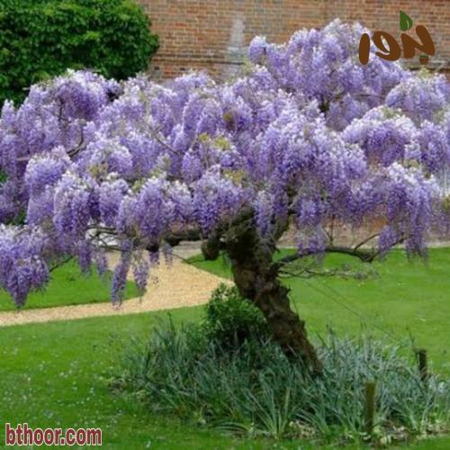 بذور شجرة ويستيريا البنفسجية ( Wisteria sinensis )