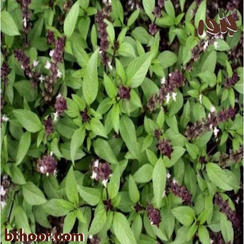 بذور الريحان (Ocimum basilicum)