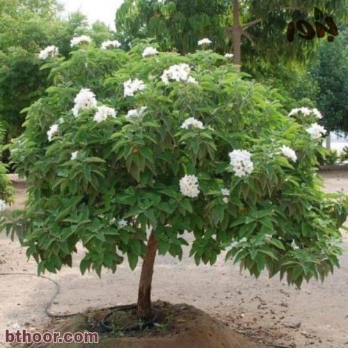 بذور شجرة كورديا بيضاء ( cordia megalantha )
