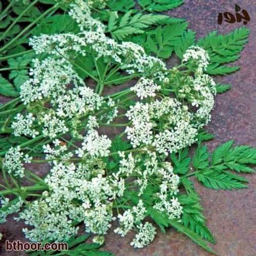 بذور الكمون