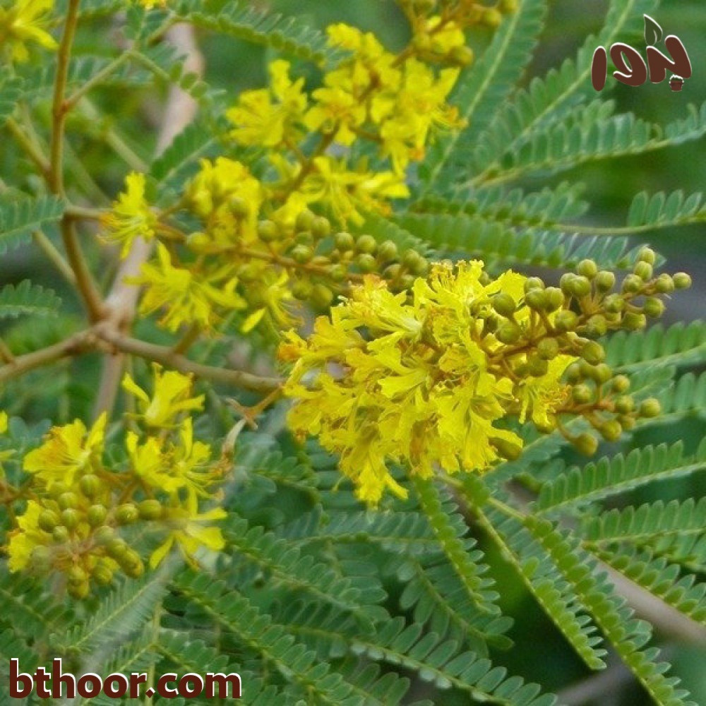 صورة زهور شجرة البونسيانا الصفراء