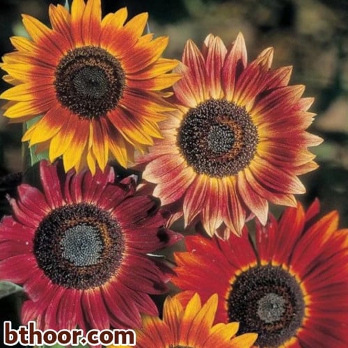 بذور دوار الشمس الاحمر-متجر بذور الزراعي