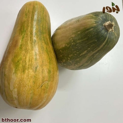 بذور القرع البلدي