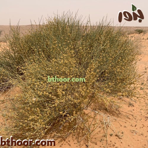 بذور عشبة العدام الأصفر-متجر بذور الزراعي