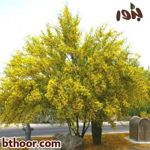 بذور شجرة باركنسونيا جملة-متجر بذور الزراعي