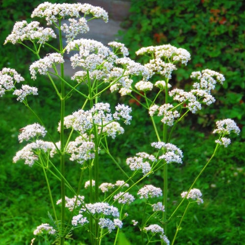 بذور نبات اليانسون ( Pimpinella anisum )