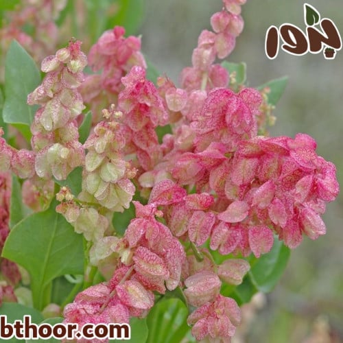 بذور الحميض جملة-متجر بذور الزراعي