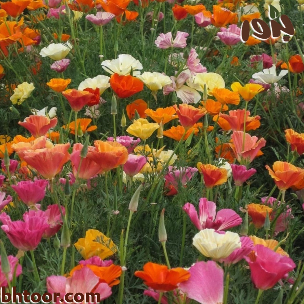 صورة زهور الديدحان الملون