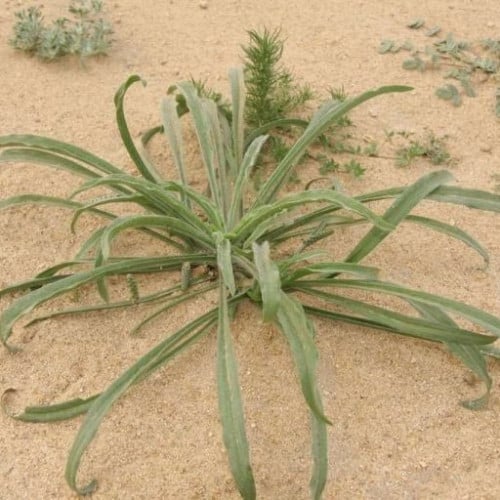 بذور عشبة الربلة( Plantago ovata )