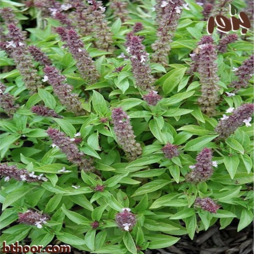 بذور الريحان جملة - متحر بذور الزراعي