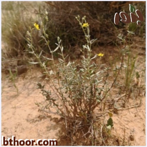 بذور الرقروق جملة - متجر بذور الزراعي