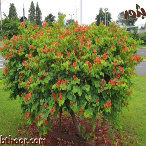 بذور شجيرة البوهينيا الحمراء-متجر بذور الزراعي