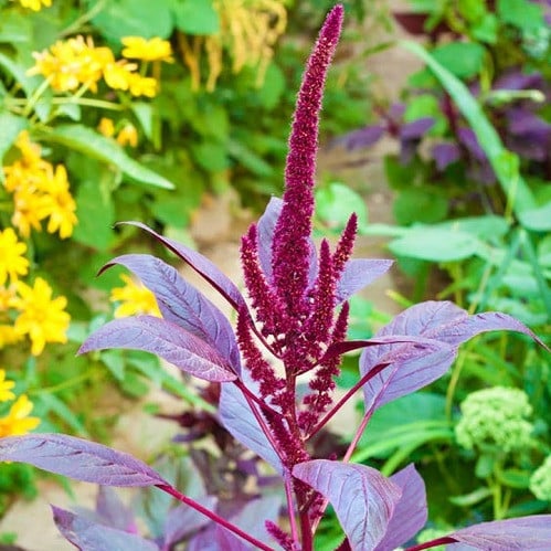 بذور الامرانتس